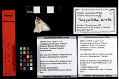 Foto (Objekt + Etiketten) von Paragalathea arcella (Robins, Feldmann, Schweitzer & Bonde, 2016) 